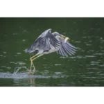 Canon RF 100-500mm f/4.5-7.1L IS USM Objectif zoom télé 100-500mm F4.5-7.1 stabilisé (RF) – Image 2