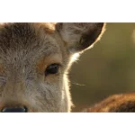 Canon RF 600mm F/11 IS STM Objectif focale fixe super télé stabilisé 600mm F11 (RF) – Image 3