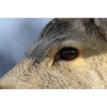 Canon RF 800mm F/11 IS STM Objectif focale fixe super télé stabilisé 800mm F11 (RF) – Image 4