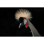 Canon RF 800mm F/11 IS STM Objectif focale fixe super télé stabilisé 800mm F11 (RF) – Image 2